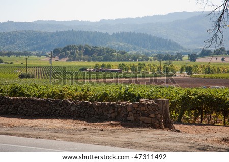 Wine Country, Nappa Valley in California, USA