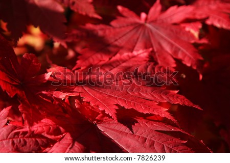 red japanese maple leaves. stock photo : Vivid red leaves