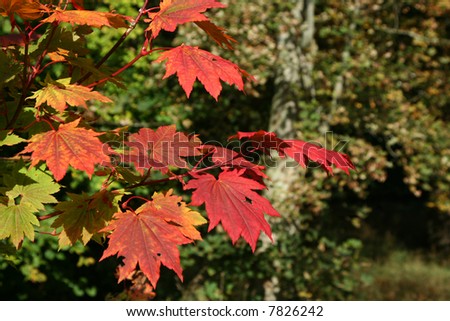 Vivid red leaves of the Japanese maple tree (Acer palmatum)