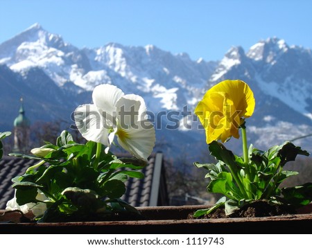 Two flowers with a gorgeous mountain range just outside of Garmisch-Partenkirchen, Germany