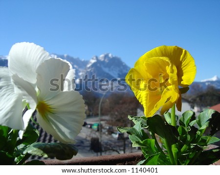Two flowers with a gorgeous mountain range just outside of Garmisch-Partenkirchen, Germany