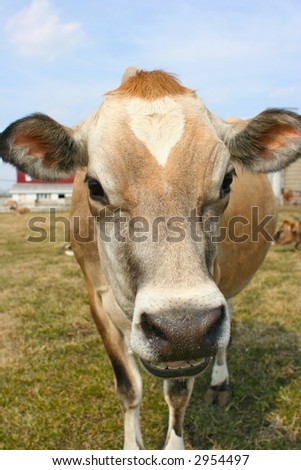 Jersey cow on the farm
