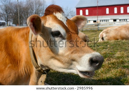 A beautiful jersey cow in front of a barn and silo