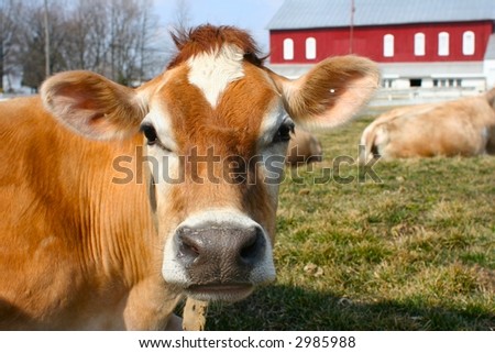 Curious jersey cow on a farm