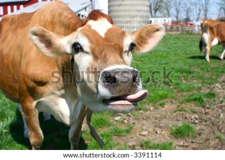 Jersey Cow in a bright green grassy pasture