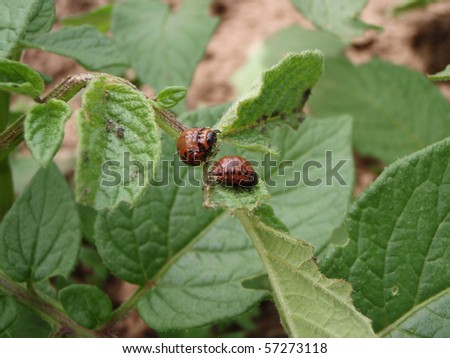 Potato Bug eating the leaves of a potato plant