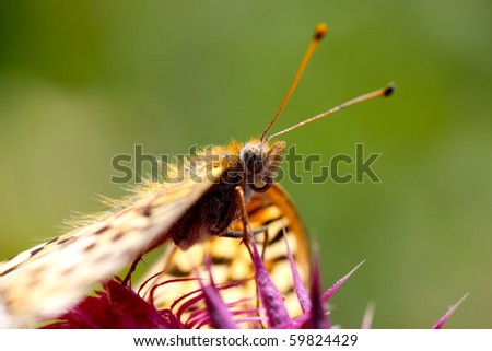stock photo : A butterfly drinking nectar from the flow