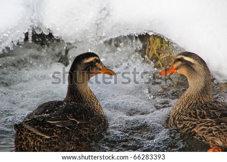 Two ducks float down an icy stream