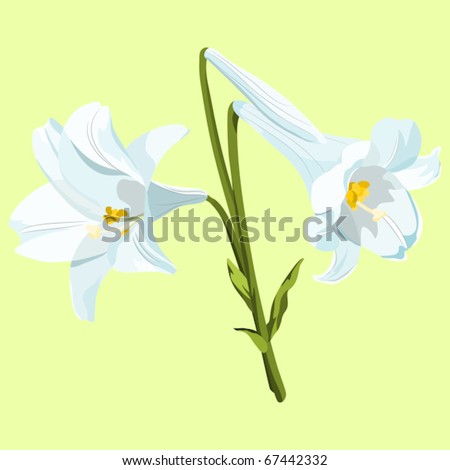 images of easter lilies. stock vector : Easter lilies