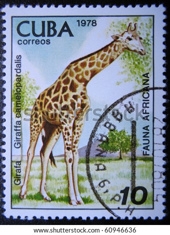 CUBA - CIRCA 1978: A stamp printed by Cuba shows fauna Africa  the Giraffe - Giraffa camelopardalis, stamp is from the series, circa 1978
