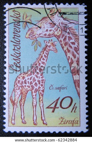 CZECHOSLOVAKIA - CIRCA 1976: A stamp printed in Czechoslovakia shows giraffe, a series of African animals in Dvur Kralove Zoo, circa 1976
