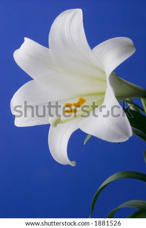 clip art easter lily. stock photo : Easter Lily
