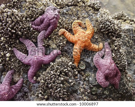 Five starfish - one is not like the others