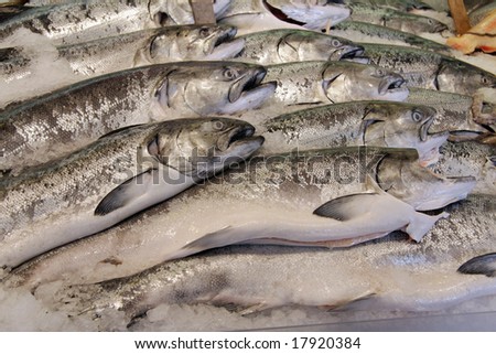 Salmon at a fresh fish market, packed in ice