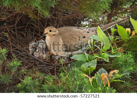 Mourning Bird