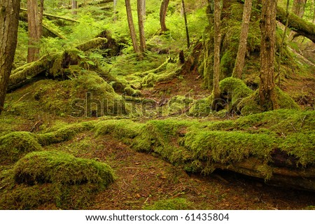 Temperate rainforest, in the Tongass National Forest, Southeast Alaska