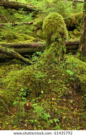 Temperate rainforest, in the Tongass National Forest, Southeast Alaska