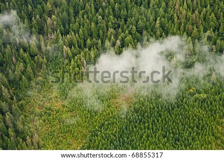 Nature\'s tree nursery - Tongass National Forest aerial showing regrowth after clear cut logging