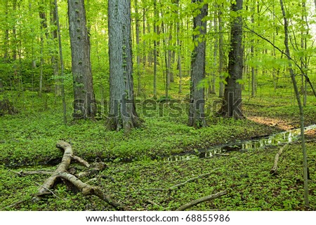 Sacred Grove - old growth hardwood forest and marsh