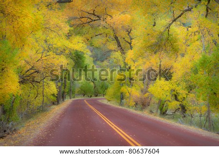 Autumn canopy of trees arching over road in Zion National Park