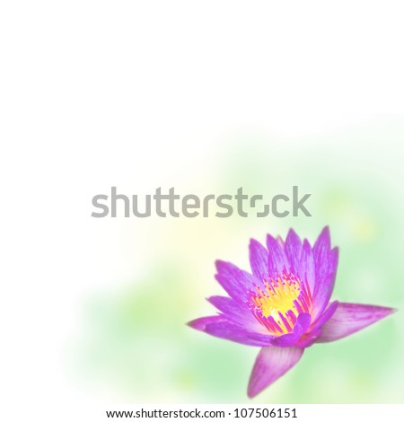 Lotus Flower Border