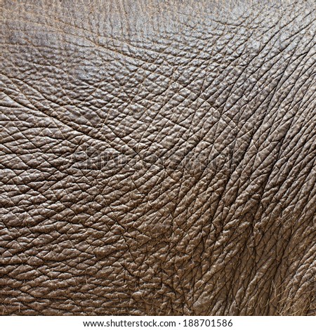 wringle and textured elephant hide or skin
