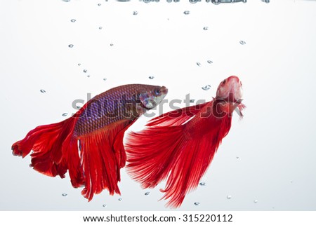 elegant tail and fin movement of red betta fighting fish
