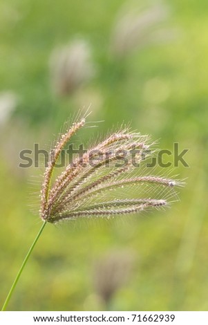 spring and summer breeze with blowing grass, close up and shallow dof