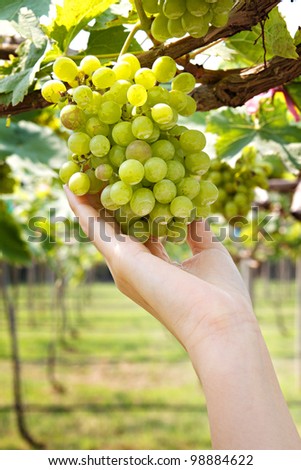 hand holding grape tending in vineyard