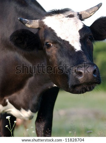 Milch Cow in Field
