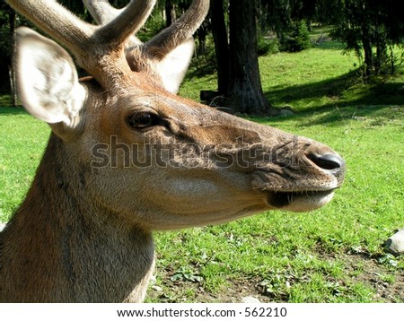 Close-up of deer head