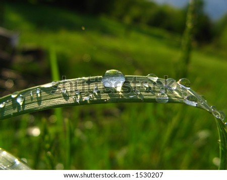 Blade of grass highly charged of green color after a rare bright interval, covered of crystal drops.