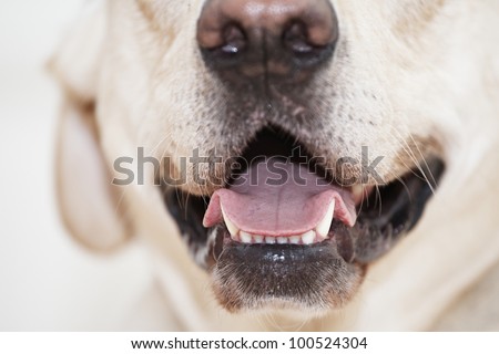 A Dogs Mouth