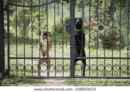 Two dogs behind metal fence.