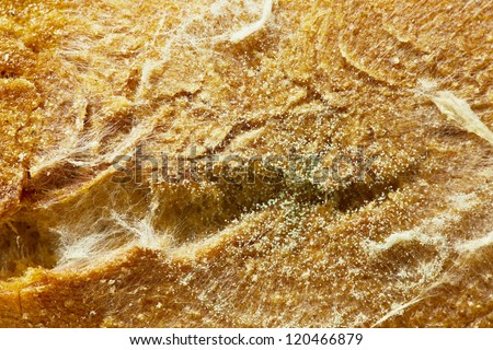 Mold on stale bread