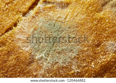 Mold on stale bread