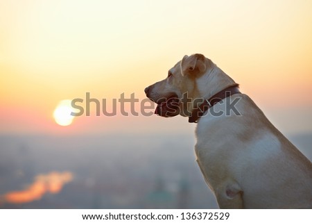 Yellow labrador retriever is looking at the sunrise