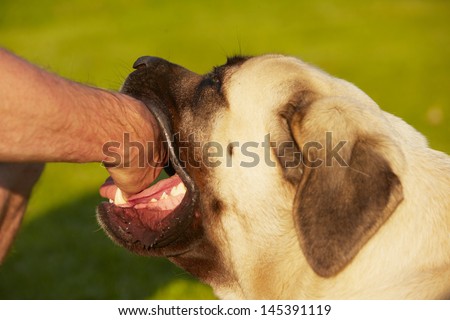 Dog bite - mastiff - selective focus on fangs