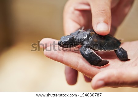 Three days old turtle on the human palm in Turtle Hatchery - Sri Lanka