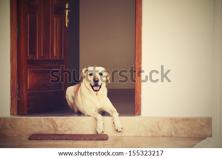 Labrador Retriever Is Lying In Door Of The House - Retro Style