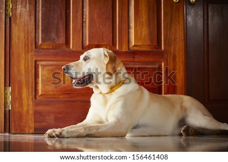 Labrador retriever is lying in door of the house