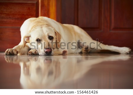 Labrador retriever is lying in door of the house