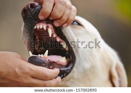 Dental check of teeth yellow labrador retriever.