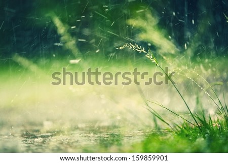 Heavy rain in park - selective focus on grass