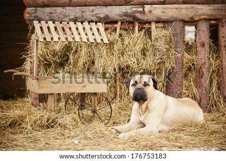 Portrait of cane corso dog in the farm
