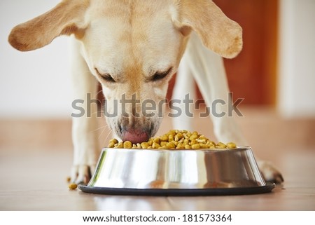 Hungry labrador retriever is feeding at home.