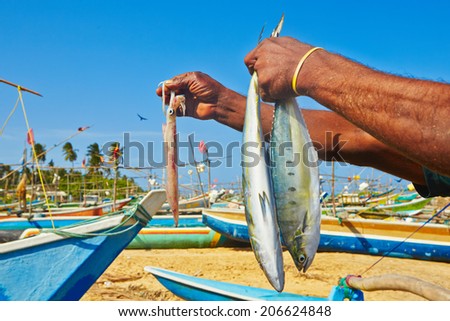 Hands of fisherman with catch of fish, Sri Lanka