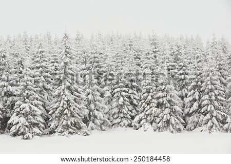 Fresh snow in wintry landscape, Czech Republic