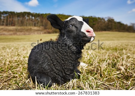 Lamb is lying on the meadow, Czech Republic