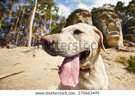 Dog in front of Devils heads carved into rock